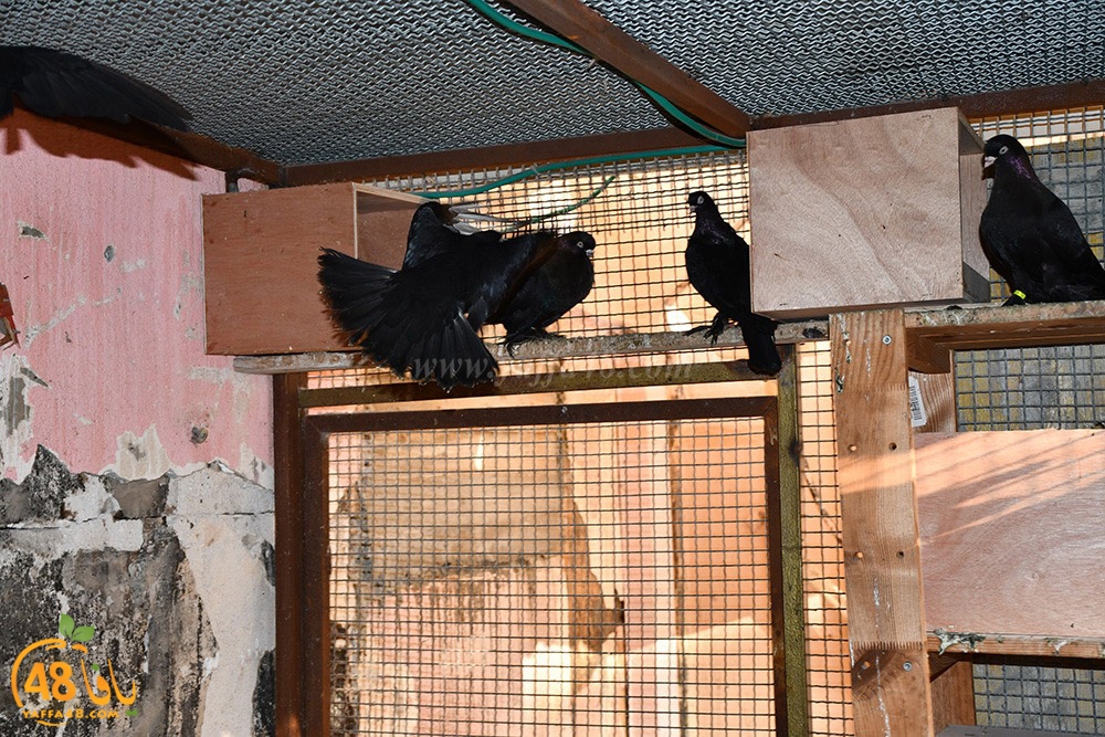 zohdi 3ashoor (64).jpeg